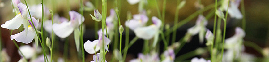 Utricularia : conseils de culture et d'entretien