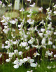 Utricularia (bladderwort)