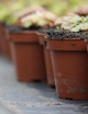 How to Water Your Carnivorous Plants
