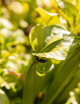 Should you feed your carnivorous plants