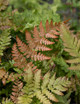 Ferns