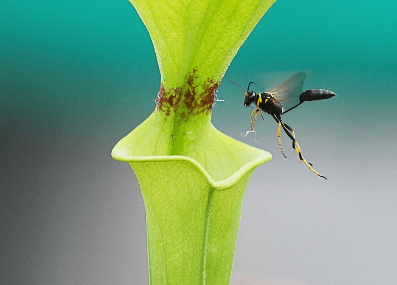 Plante carnivore sarracenia visitée par un insecte