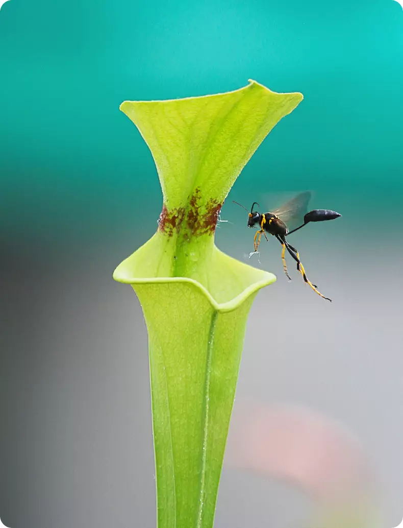 Plante carnivore sarracenia visitée par un insecte