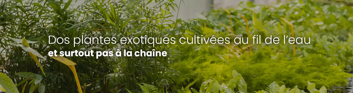 Ideal for indoors and terrariums or paludariums