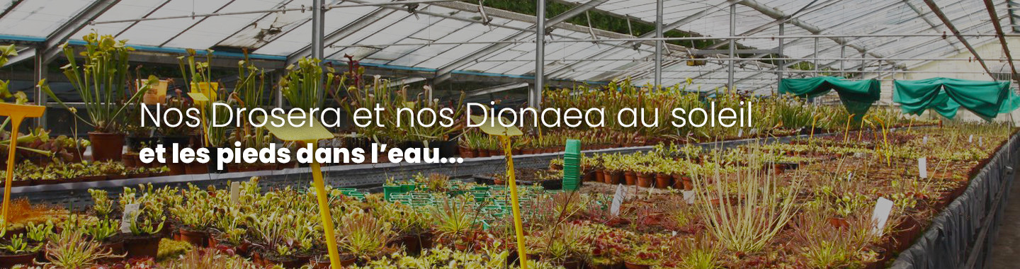 Dionaea, Drosera toutes carnivores