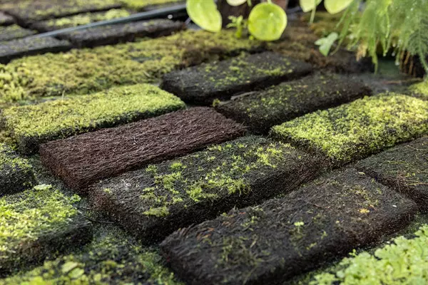 Growing plants: the art of cultivation
